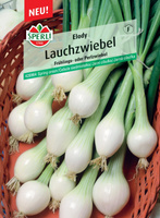 Cebula siedmiolatka 'Elody' Nasiona PREMIUM Sperli