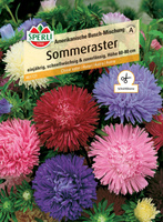 Aster 'Amerikanische Busch-Mischung' Nasiona PREMIUM Sperli