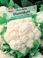 Kalafior 'Bola de Neve (Erfurter Zwerg)' Nasiona PREMIUM Sperli