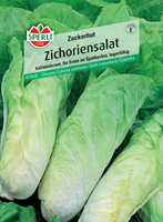 Cykoria sałatowa 'Zuckerhut' Nasiona PREMIUM Sperli