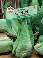 Kapusta biała 'Filderkraut' Nasiona PREMIUM Sperli
