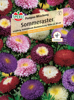 Aster 'Pompon-Mischung' Nasiona PREMIUM Sperli