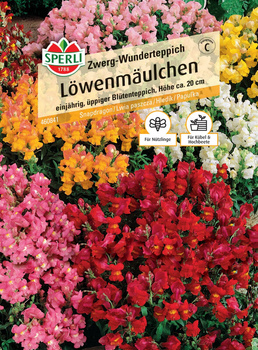 Lwia paszcza 'Zwerg-Wunderteppich' Nasiona PREMIUM Sperli