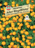 Frühlingssonne