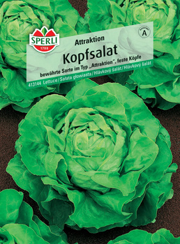 Sałata głowiasta 'Attraktion' Nasiona PREMIUM Sperli