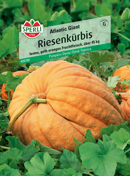 Dynia 'Atlantic Giant' Nasiona PREMIUM Sperli