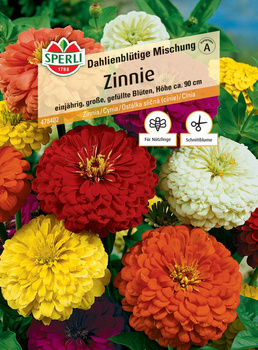 Cynia 'Dahlienblütige Mischung' Nasiona PREMIUM Sperli