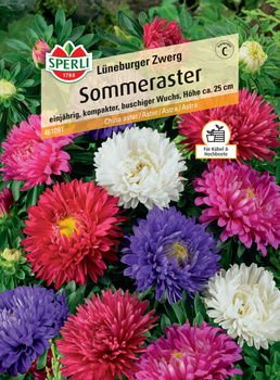 Aster 'Lüneburger Zwerg' Nasiona PREMIUM Sperli