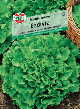 Endywia 'Escariol grüner' Nasiona PREMIUM Sperli