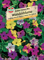 Dziwaczek jalapa 'Broken Colours Mix' Nasiona PREMIUM Sperli