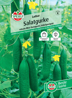 Ogórek sałatkowy 'Lothar' F1 Nasiona PREMIUM Sperli