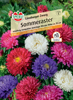 Aster 'Lüneburger Zwerg' Nasiona PREMIUM Sperli