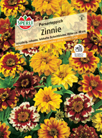 Cynia 'Perserteppich' Nasiona PREMIUM Sperli