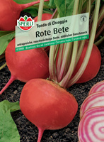 Burak ćwikłowy 'Tonda di Chioggia' Nasiona PREMIUM Sperli